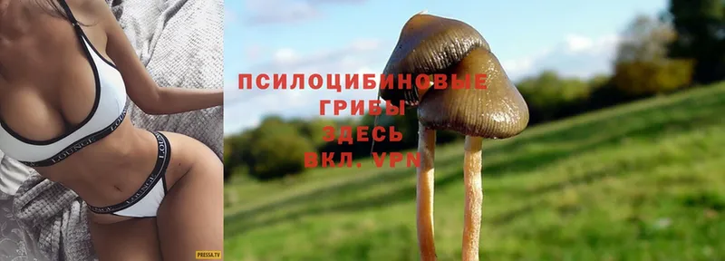 Галлюциногенные грибы MAGIC MUSHROOMS  Ветлуга 